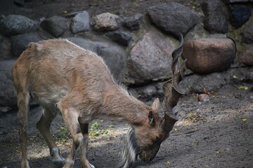 The image shows a horned goat or markhur.