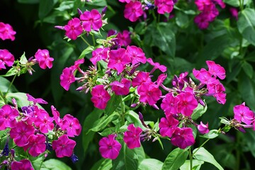 The image shows phlox flowers, probably Drummond's phlox.