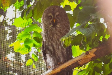 The photo shows an owl sitting on a tree branch.