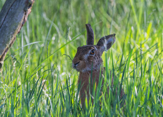 Hase im hohen Gras