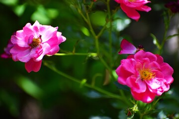 The image shows a flowering rosehip bush, probably the water rose.