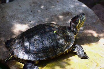 The picture shows a turtle which is probably a red-eared slider turtle.