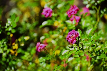 The image shows a flowering rosehip bush, probably the water rose.