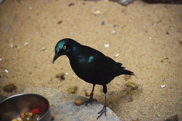 the photo shows a bronze starling