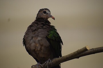 the image shows an emerald dove