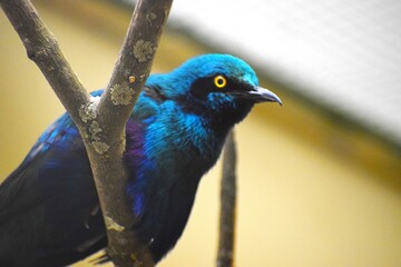 Fototapeta premium so the one pictured is probably a green merle known as a purple-brilliant bird or a steel-brilliant starling
