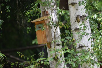The photo shows a birdhouse attached to a large birch tree.