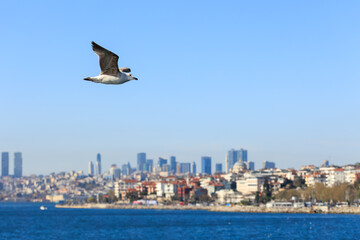 Seagull flying over the city of Istanbul, Turkey in a sunny day