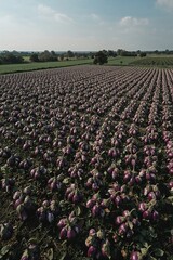 Vast Field of Striped Eggplants Growing in Rows Under a Sunny Sky
