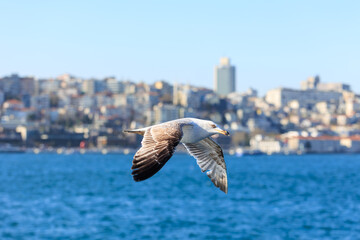 Seagull flying over the city of Istanbul, Turkey in a sunny day