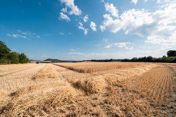 Wheat field during harvest with straw rows and blue truck on horizon