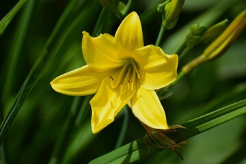 The image shows a flower similar to a daylily known as the day beauty.