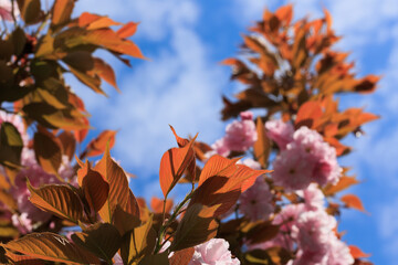pink flowers blossom with blue sky in background, shallow dof