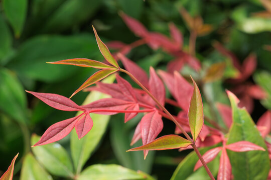 red and green leaves, selective focus for web and design usage