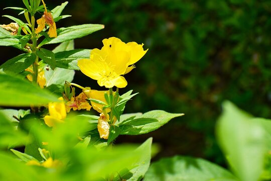 yellow flowers in the garden