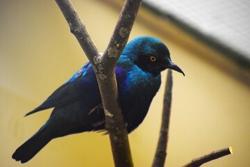 The image shows a bronze-headed merle, a species of passerine bird in the starling family