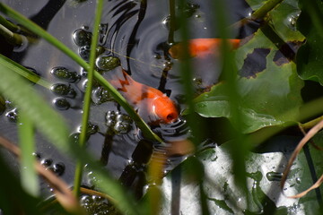 The photo shows a koi carp, also known as a fiery carp.
