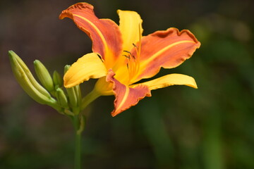 orange lily in the garden