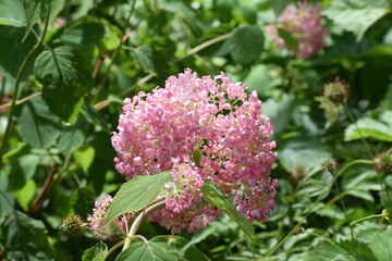 the photo shows a tree-like hydrangea