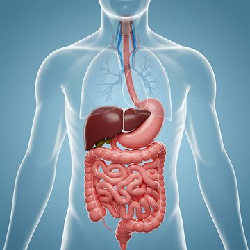 Human digestive system illustration shows organs for educational use