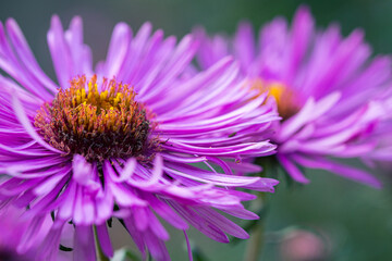 Fototapeta premium Blume im Detail
