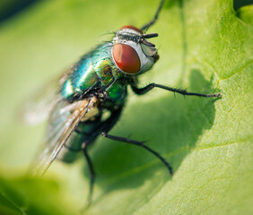 Fliege in Makro