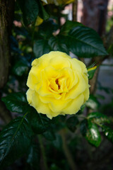 rose, flower, garden, pink, nature, red, roses, plant, love, flowers, flora, bloom, beauty, leaf, petals, summer, petal, yellow, floral, beautiful, macro, orange, blossom, valentine, bud