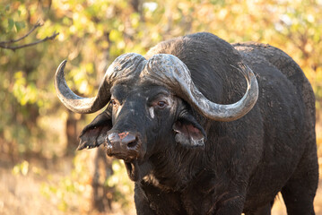 Cape buffalo bull in a moping tree thicket, in Kruger National Park, South Africa