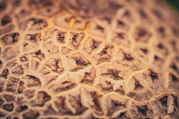 Pilz in Makro