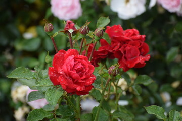 in the photo a red rose is covered with drops of dew or water, it could be the Veterans Honor variety