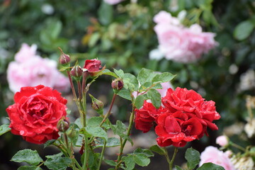 in the photo a red rose is covered with drops of dew or water, it could be the Veterans Honor variety