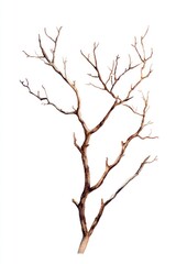 Dry branchs art illustration watercolor.
