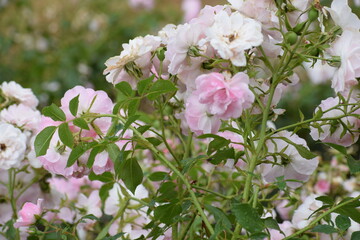 The photo shows a rose variety known as Bonika 82