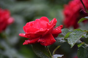 Obraz premium in the photo a red rose is covered with drops of dew or water, it could be the Veterans Honor variety