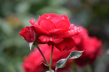 in the photo a red rose is covered with drops of dew or water, it could be the Veterans Honor variety