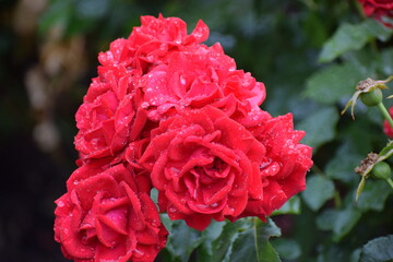 in the photo a red rose is covered with drops of dew or water, it could be the Veterans Honor variety