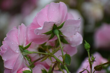The photo shows a rose variety known as Bonika 82