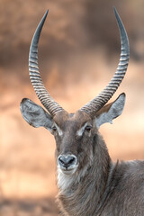 Portrait of a Waterbuck (Kobus ellipsiprymnus) antelope in the wild in Kruger National Park, South Africa at sunset in soft light