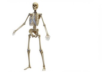 Anatomical human skeleton standing with arms outstretched isolated on white background