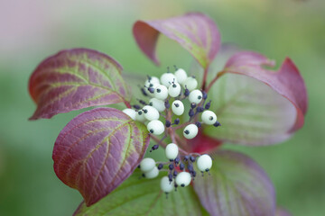 Ornamental Cornus bushes in the garden. Landscape design.