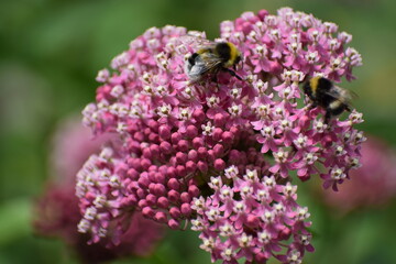 The photo shows Syrian cottongrass with bees collecting nectar