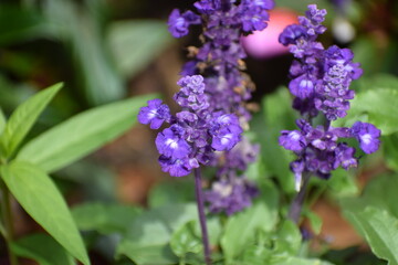 Obraz premium the image shows sage or salvia