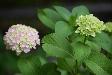 Fototapeta premium The image shows hydrangea, a genus of flowering plants that includes over 70 species native to Asia and America.