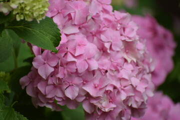 The image shows hydrangea, a genus of flowering plants that includes over 70 species native to Asia and America.