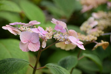pink and white flowers