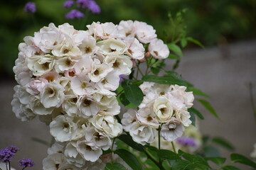 The photo shows a flower that is probably a rose, specifically a multi-flowered Trojan rose, Rosa multiflora.