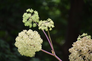 flowers of a tree in the garden