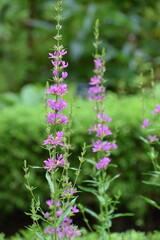 purple flowers in the garden