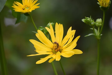 yellow flower of a dandelion