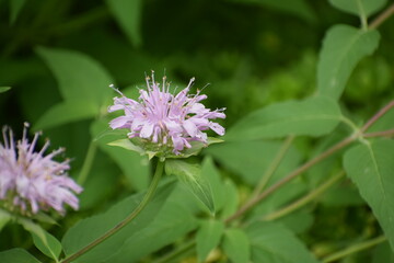 bee on a flower